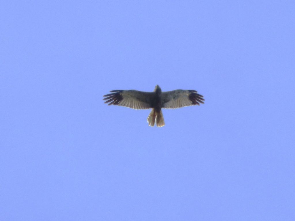 Falchi di palude